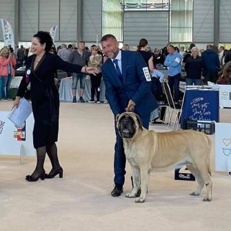 Dog Show Fashion